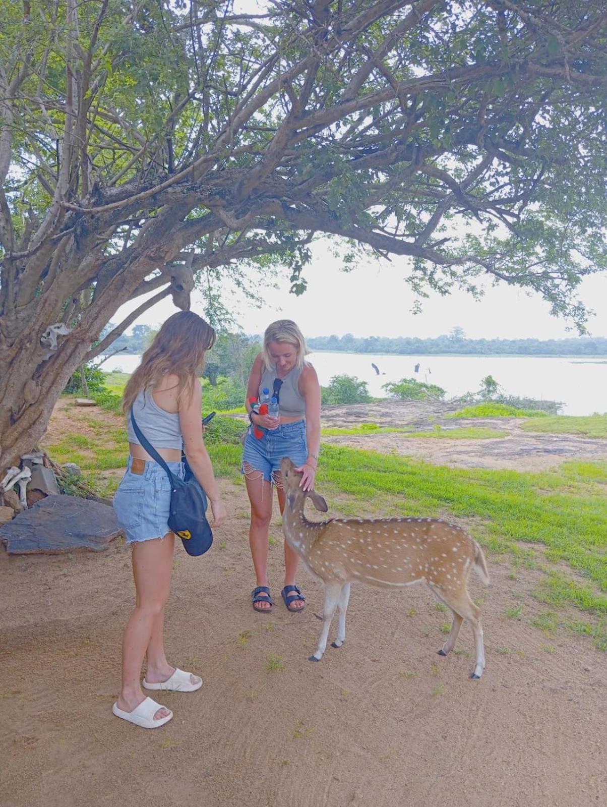White Rose Safari Home Stay Удавалаве Экстерьер фото
