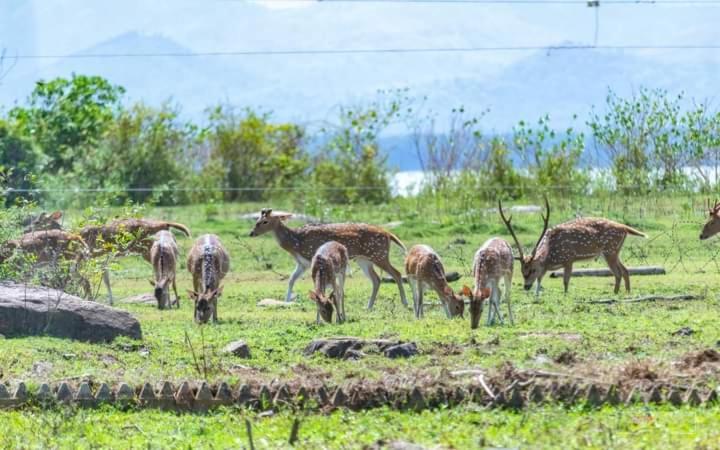 White Rose Safari Home Stay Удавалаве Экстерьер фото
